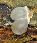 Reticularia_lycoperdon_be3548