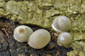 Reticularia_lycoperdon_be3554