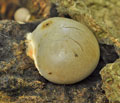 Reticularia_lycoperdon_be3557