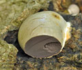 Reticularia_lycoperdon_be3560