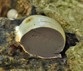 Reticularia_lycoperdon_be3566