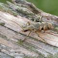 Rhagium_mordax_ag8066