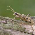 Rhagium_mordax_ag8070