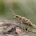 Rhagium_mordax_ag8073