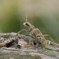 Rhagium_mordax_ag8078