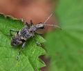 Rhagium_mordax_br8290