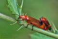 Rhagonycha_fulva_bs3609