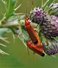 Rhagonycha_fulva_bs3615