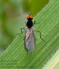 Rhamphomyia_nigripennis_cc0295s