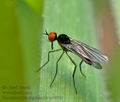 Rhamphomyia_nigripennis_cc0303s