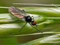 Rhamphomyia_nigripennis_cc0690s