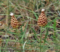 Rhaponticum_coniferum_jh5924