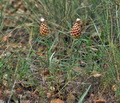 Rhaponticum_coniferum_jh5927