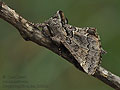 Rhegmatophila_alpina_jh5812