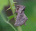 Rhegmatophila_alpina_re3273