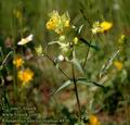 Rhinanthus_alectorolophus_4936