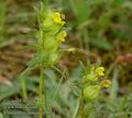 Rhinanthus_minor_ab1944