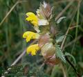 Rhinanthus_serotinus_4937