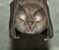 Rhinolophus_hipposideros_hy7952