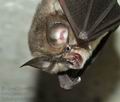 Rhinolophus_hipposideros_hy7954