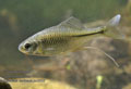 Rhodeus_sericeus_pc2632