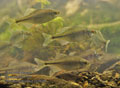 Rhodeus_sericeus_pc2648
