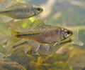 Rhodeus_sericeus_pc2802