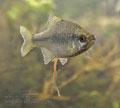 Rhodeus_sericeus_pc2827