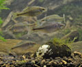 Rhodeus_sericeus_pc3000
