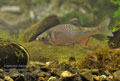 Rhodeus_sericeus_pc3105