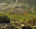 Rhodeus_sericeus_pc3106
