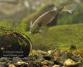 Rhodeus_sericeus_pc3115
