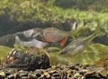 Rhodeus_sericeus_pc3675