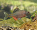 Rhodeus_sericeus_pc3693