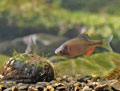 Rhodeus_sericeus_pc3696