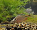 Rhodeus_sericeus_pc4490