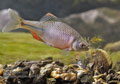 Rhodeus_sericeus_pc4499