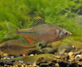 Rhodeus_sericeus_pc4540