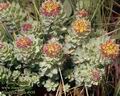 Rhodiola_rosea_4939