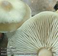 Rhodocollybia_butyracea_asema_ac8652