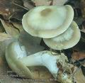 Rhodocollybia_butyracea_asema_ac8658