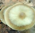 Rhodocollybia_butyracea_asema_ac8664