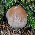 Rhodocollybia_fodiens_bm7625