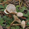 Rhodocybe_hirneola_bp3644