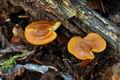 Rhodocybe_nitelina_jc4046