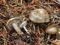 Rhodocybe_parilis_cz9621