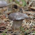 Rhodocybe_popinalis_aj0083