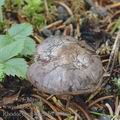 Rhodocybe_popinalis_aj0107