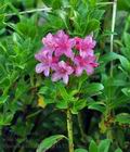 Rhododendron_hirsutum_bk3296