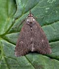 Rhynchina_canariensis_jm0438s
